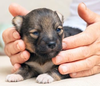 Learn-how-to-breed-dogs